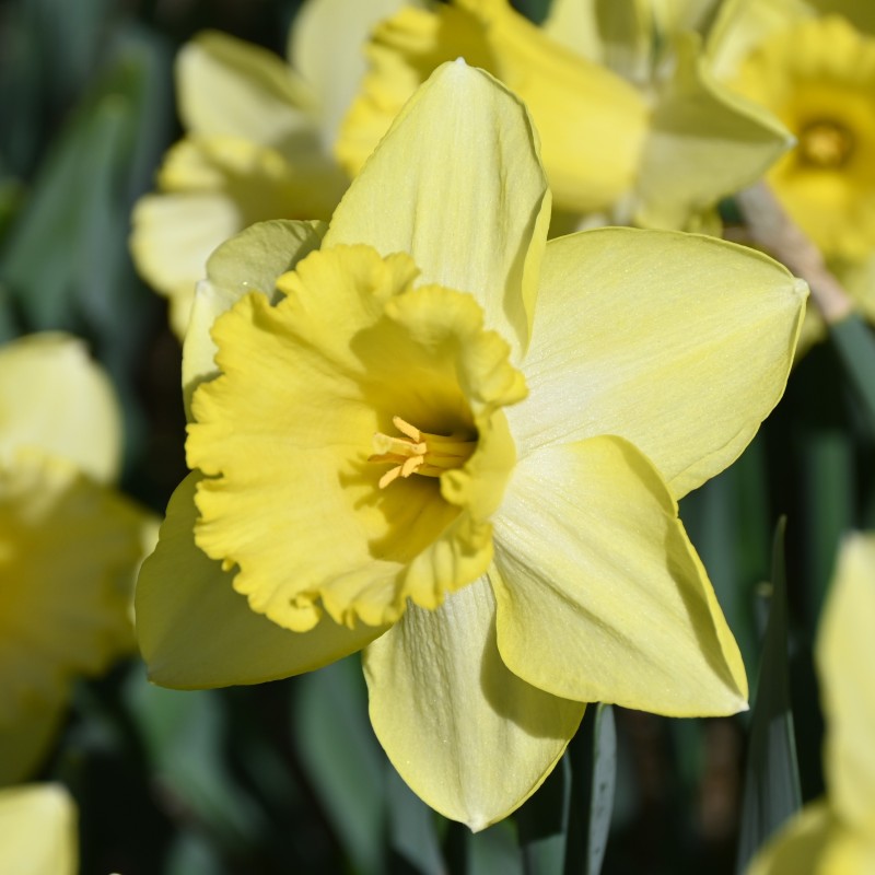 Narcissus 'Ladea' Narcissus 'Ladea'