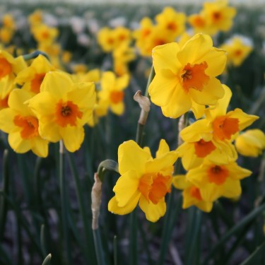 Narcissus 'Morning Blaze' Narcissus 'Morning Blaze'