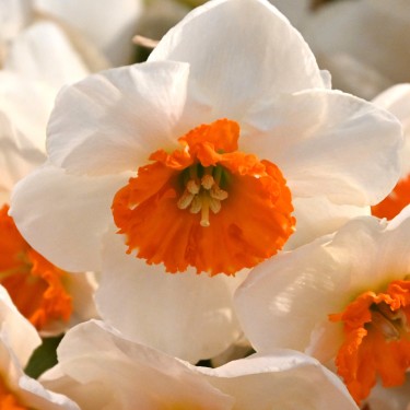 Narcissus 'Bella Vista' Narcissus 'Bella Vista'