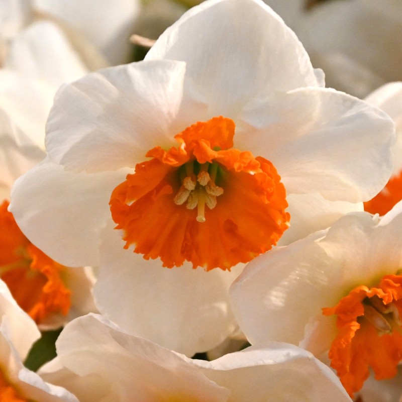 Narcissus 'Bella Vista' Narcissus 'Bella Vista'