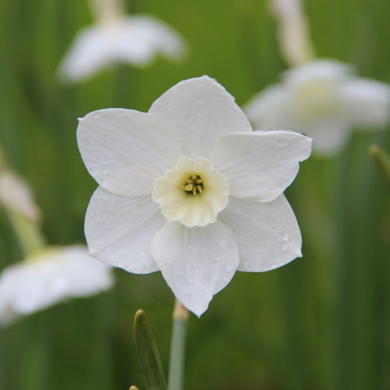 Narcissus 'Dainty Miss' Narcissus 'Dainty Miss'