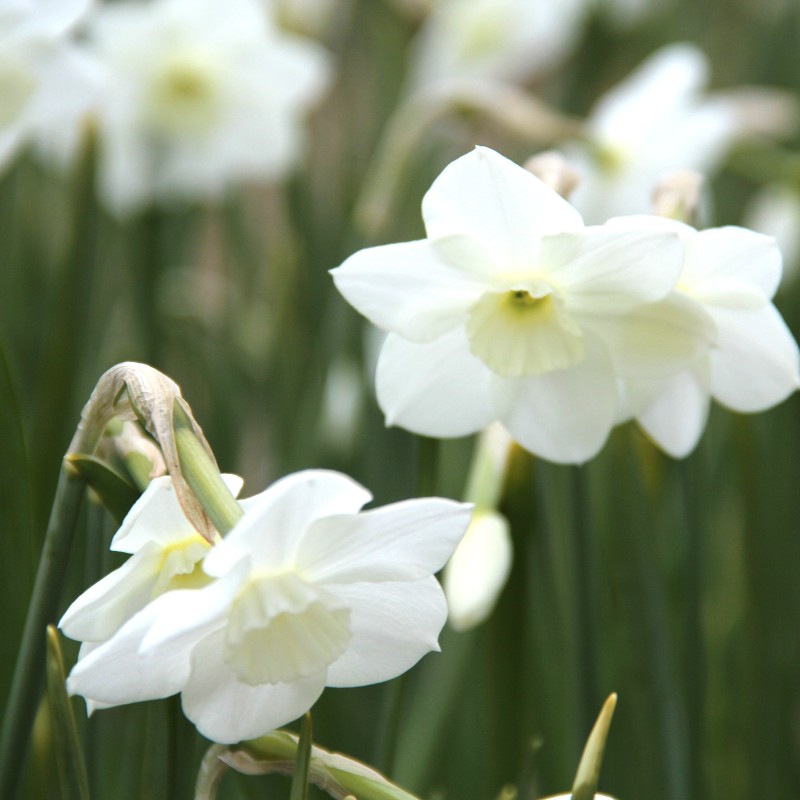 Narcissus 'Dainty Miss' Narcissus 'Dainty Miss'