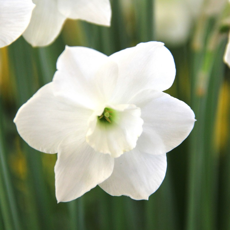 Narcissus 'Dainty Miss' Narcissus 'Dainty Miss'