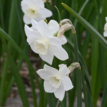 Narcissus 'Dainty Miss' Narcissus 'Dainty Miss'
