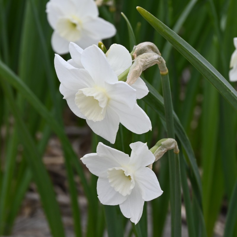 Narcissus 'Dainty Miss' Narcissus 'Dainty Miss'