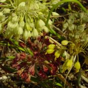 Allium flavum subsp. tauricum