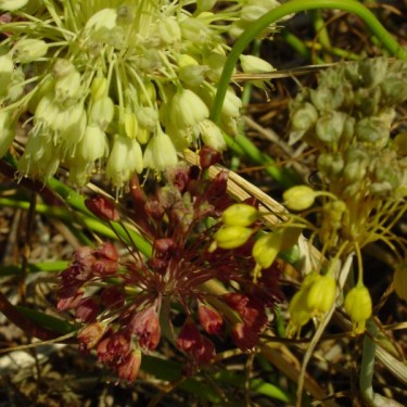 Allium flavum subsp. tauricum Allium flavum subsp. tauricum