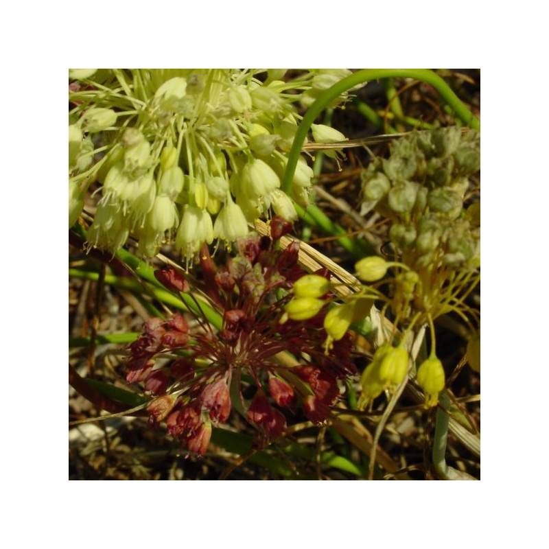 Allium flavum subsp. tauricum Allium flavum subsp. tauricum