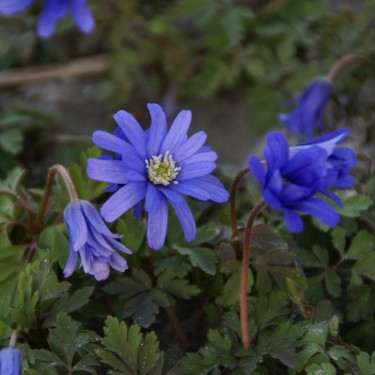 Anemone apennina 'Petrovac'
