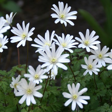 Anemone apennina var. albiflora