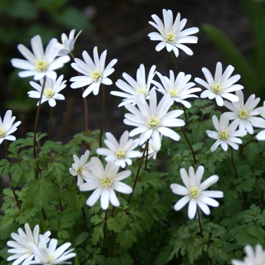 Anemone apennina var. albiflora