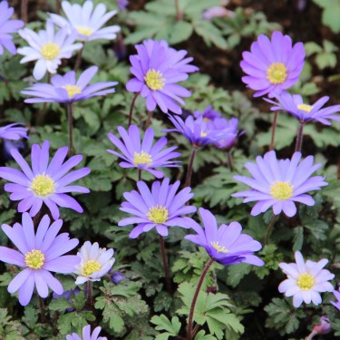 Anemone blanda 'Blue Shades'