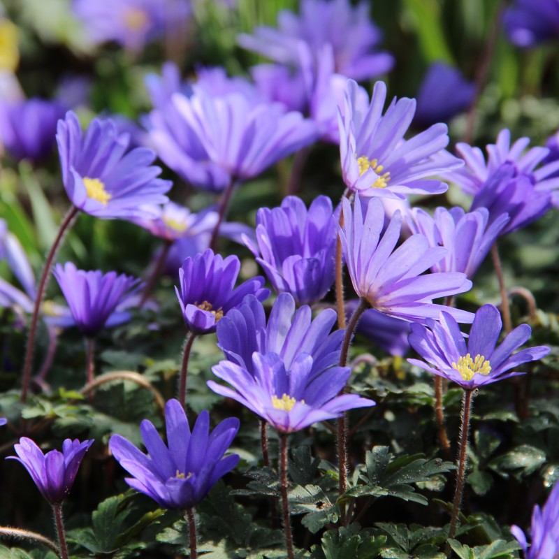 Anemone blanda 'Blue Shades'