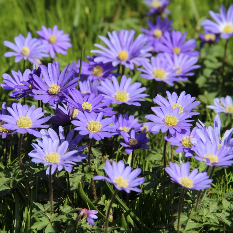 Anemone blanda 'Blue Shades' -grootverbruik- Anemone blanda 'Blue Shades' -grootverbruik-