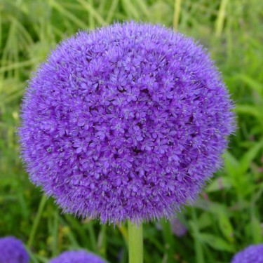 Allium giganteum