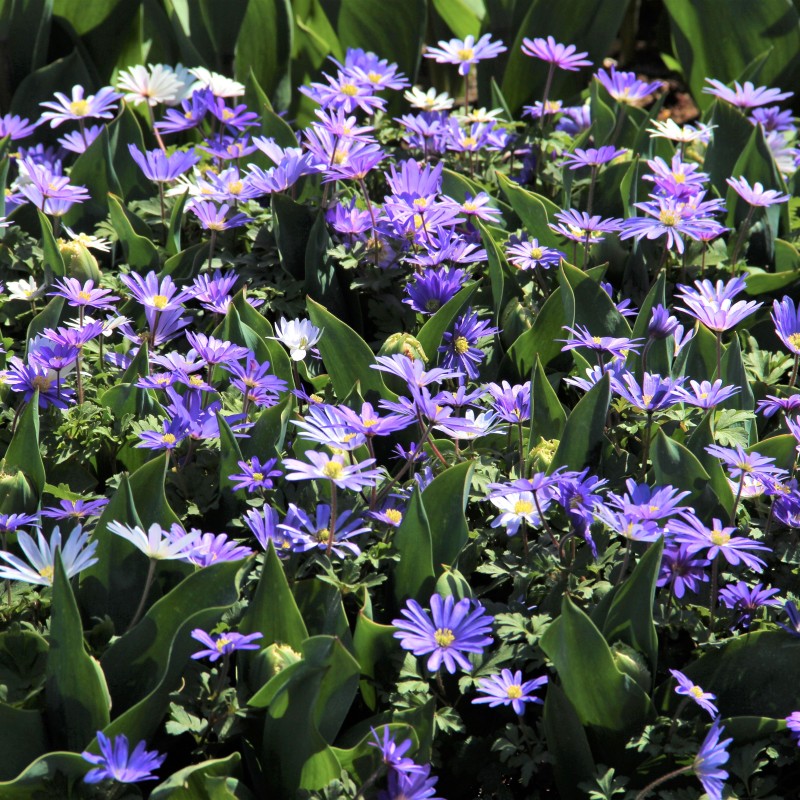 Anemone blanda 'Blue Shades' -grootverbruik- Anemone blanda 'Blue Shades' -grootverbruik-