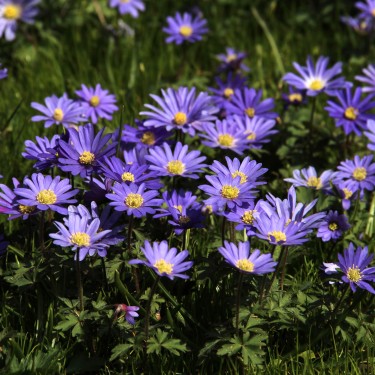 Anemone blanda 'Blue Shades' -grootverbruik- Anemone blanda 'Blue Shades' -grootverbruik-