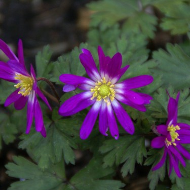 Anemone blanda 'Radar'