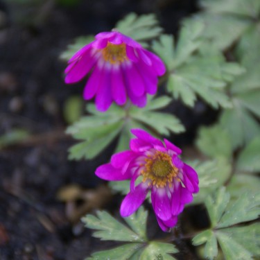 Anemone blanda 'Radar'