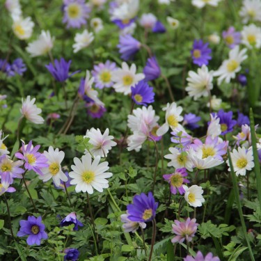 Anemone blanda -gemengde kleuren-