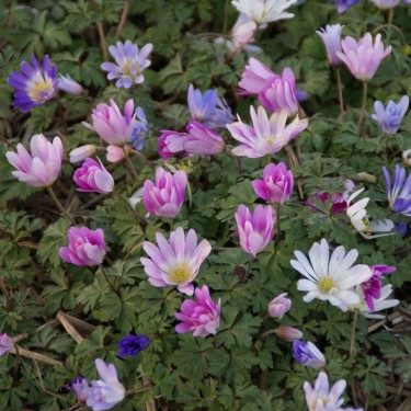 Anemone blanda -gemengde kleuren- Anemone blanda -gemengde kleuren-