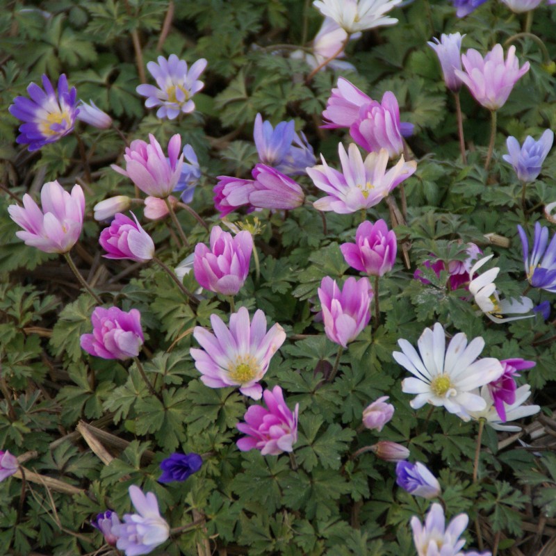 Anemone blanda -gemengde kleuren- Anemone blanda -gemengde kleuren-