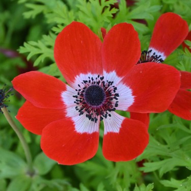Anemone coronaria 'Hollandia' Anemone coronaria 'Hollandia'
