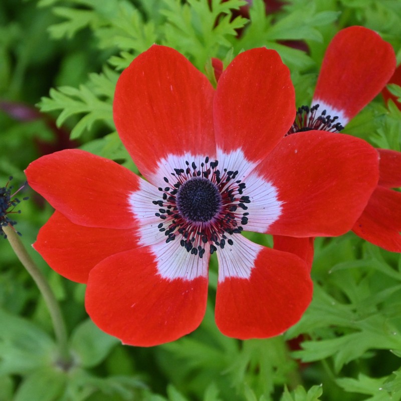 Anemone coronaria 'Hollandia' Anemone coronaria 'Hollandia'