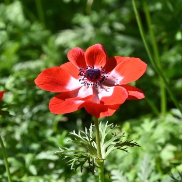 Anemone coronaria 'Hollandia' Anemone coronaria 'Hollandia'