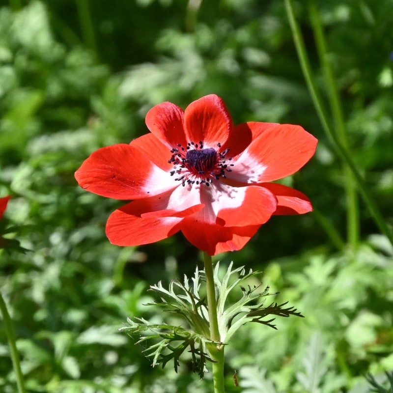 Anemone coronaria 'Hollandia' Anemone coronaria 'Hollandia'