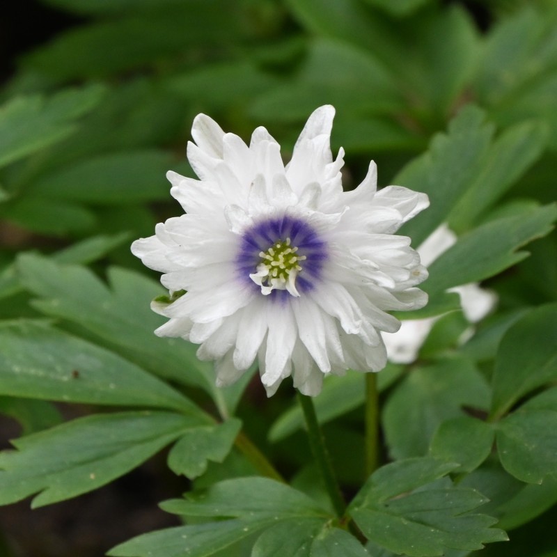 Anemone nemorosa 'Blue Eyes' Anemone nemorosa 'Blue Eyes'
