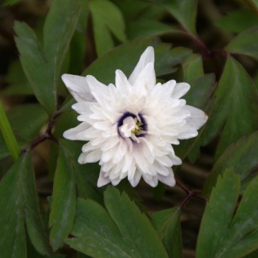 Anemone nemorosa 'Blue Eyes' Anemone nemorosa 'Blue Eyes'