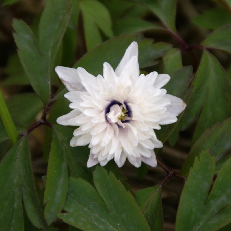 Anemone nemorosa 'Blue Eyes' Anemone nemorosa 'Blue Eyes'