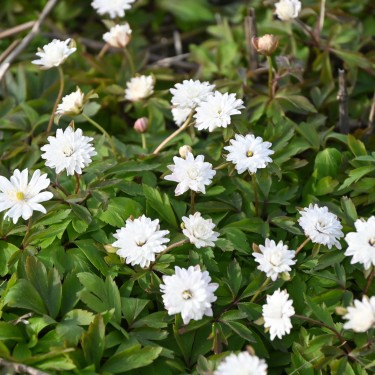Anemone nemorosa 'Blue Eyes' Anemone nemorosa 'Blue Eyes'