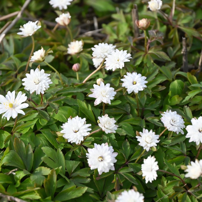 Anemone nemorosa 'Blue Eyes' Anemone nemorosa 'Blue Eyes'