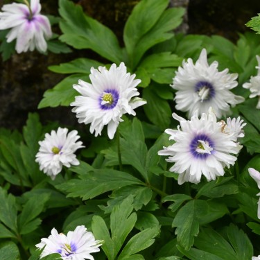 Anemone nemorosa 'Blue Eyes' Anemone nemorosa 'Blue Eyes'