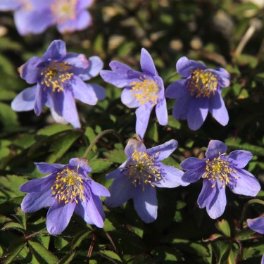 Anemone nemorosa 'Gerry'