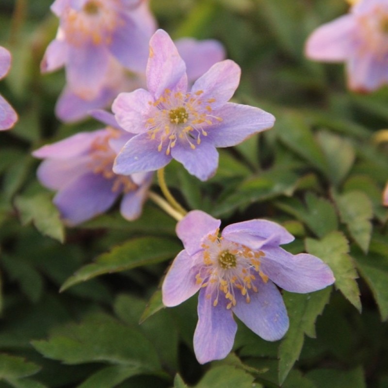 Anemone nemorosa 'Gerry'