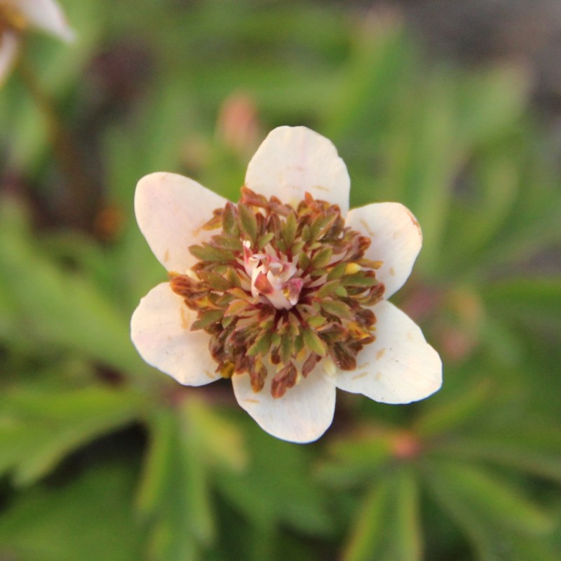 Anemone nemorosa 'Green Fingers' Anemone nemorosa 'Green Fingers'