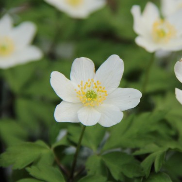 Anemone nemorosa 'Lychette' Anemone nemorosa 'Lychette'
