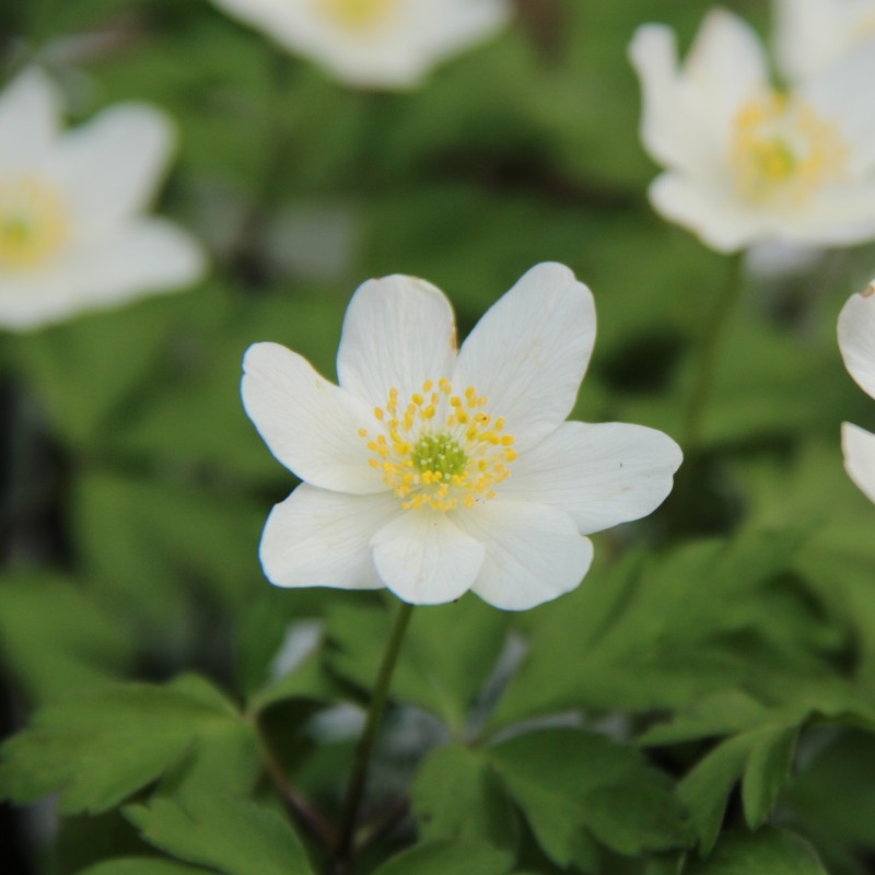 Anemone nemorosa 'Lychette' Anemone nemorosa 'Lychette'