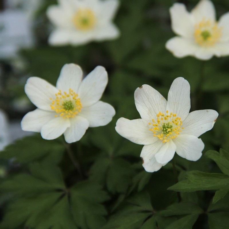 Anemone nemorosa 'Lychette' Anemone nemorosa 'Lychette'