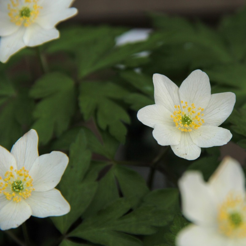 Anemone nemorosa 'Lychette' Anemone nemorosa 'Lychette'