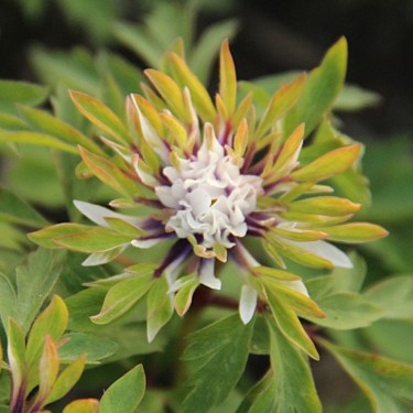 Anemone nemorosa 'Monstrosa' Anemone nemorosa 'Monstrosa'
