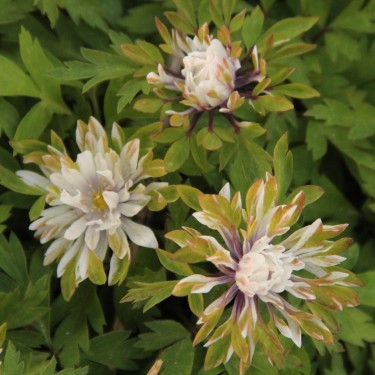 Anemone nemorosa 'Monstrosa' Anemone nemorosa 'Monstrosa'