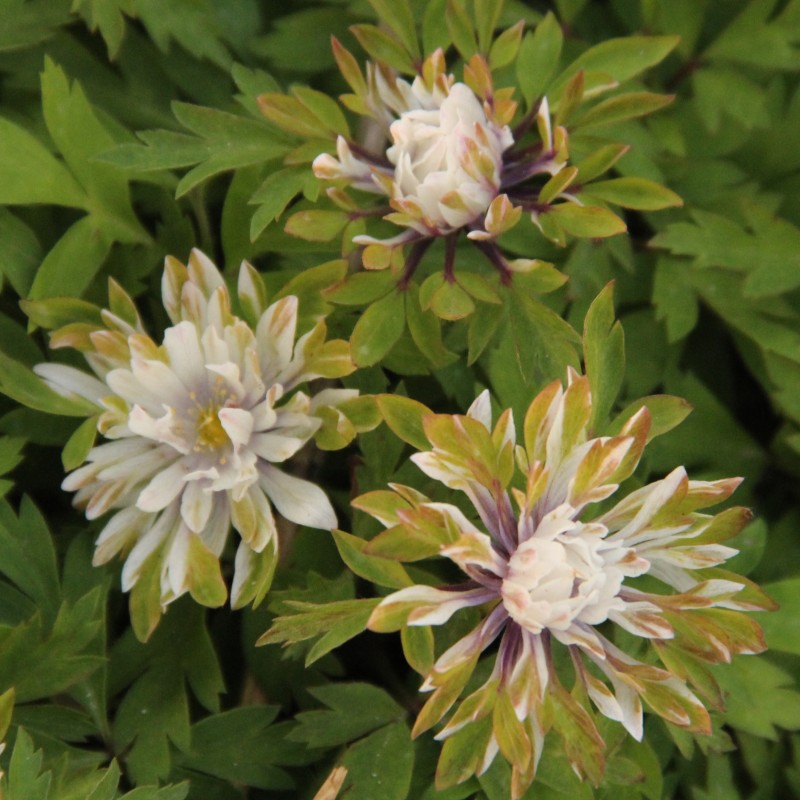 Anemone nemorosa 'Monstrosa' Anemone nemorosa 'Monstrosa'