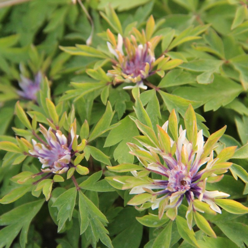 Anemone nemorosa 'Monstrosa' Anemone nemorosa 'Monstrosa'