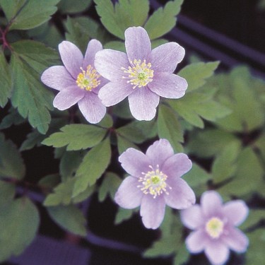 Anemone nemorosa 'Parlez Vous'