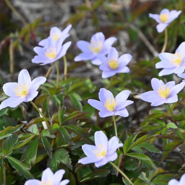 Anemone nemorosa 'Robinsoniana'