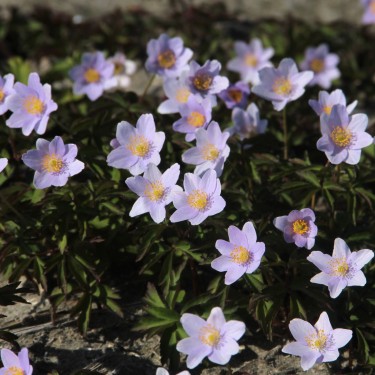 Anemone nemorosa 'Robinsoniana' Anemone nemorosa 'Robinsoniana'